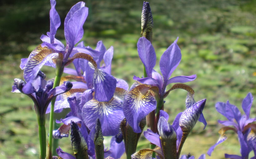 Botanical Garden