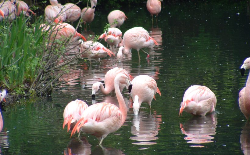 Dublin Zoo