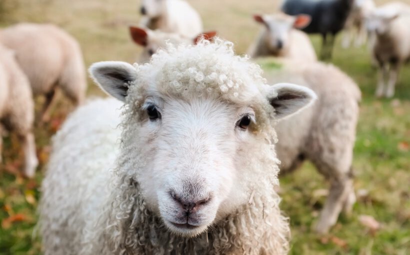 Ireland Sheep